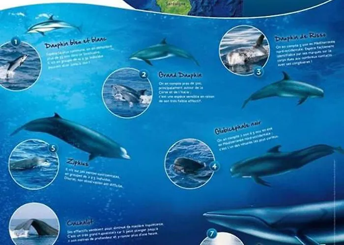 别墅 Saint-michel *